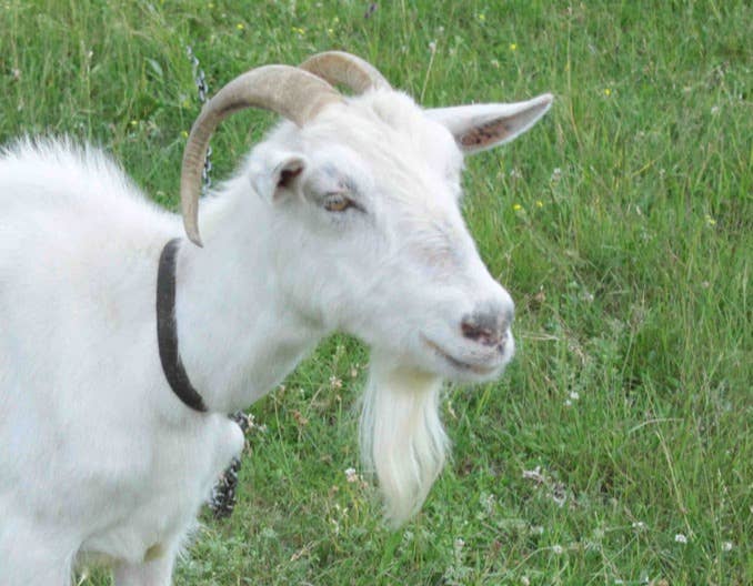 产后母羊8种催奶法，很实用！