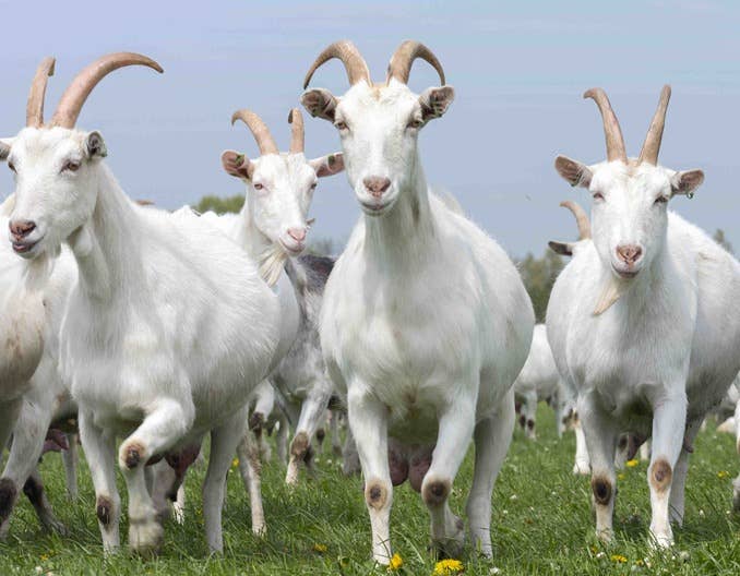 羊得了这个病，最容易让人吃亏