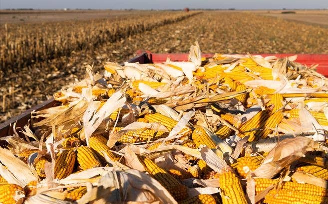 玉米大落价！9月30日调价后生猪、玉米、小麦挂牌价格！有啥变化