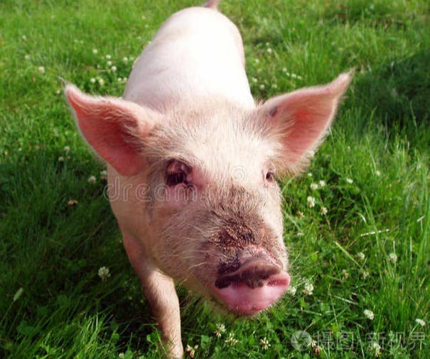 大小猪一起涨！大肥破9元，仔猪火热3天涨50元