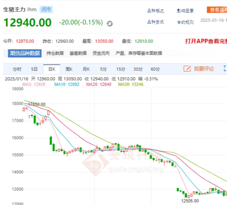 生猪期货2024.1.16