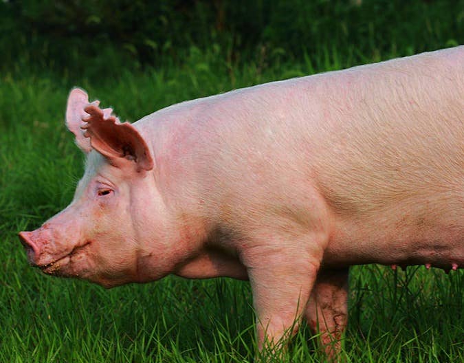 正大股份（浙江区）养殖新闻今日动态（20231008）