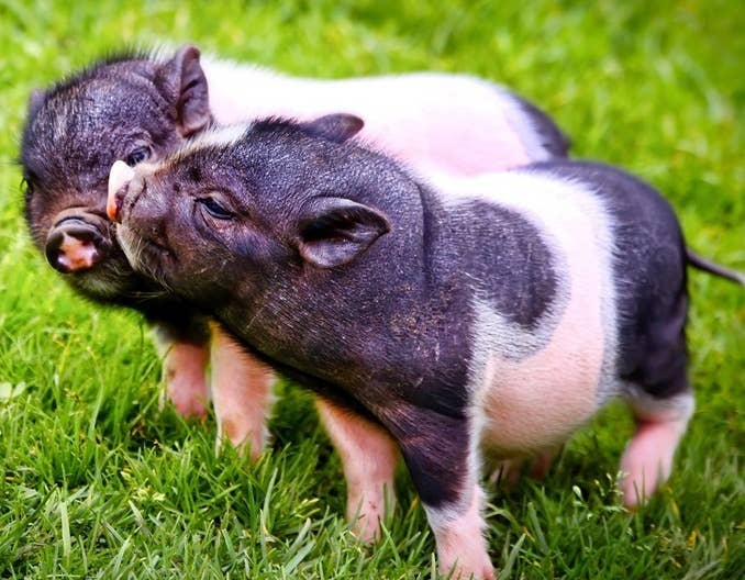 【养猪技术】造成仔猪生长速度慢的6个罪魁祸首