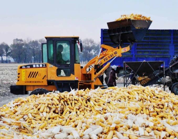 饲料需求增长，玉米四季度现货走势如何？