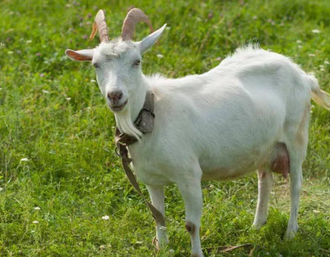 羊怀孕后怎么加料？该如何使用正确使用正大584