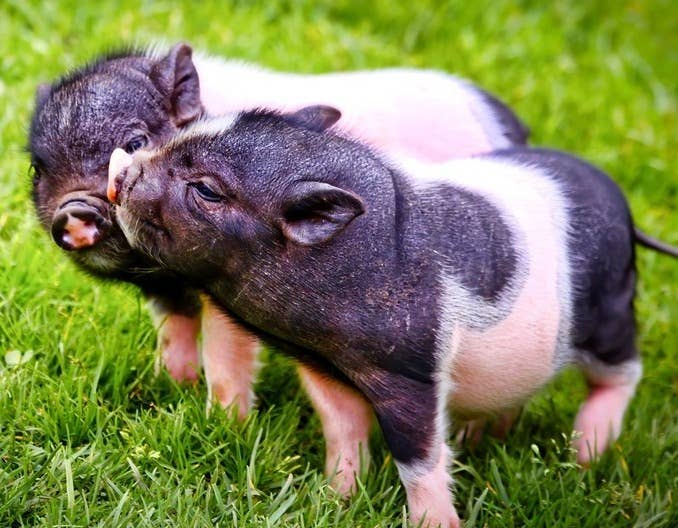 7月24日生猪报价：猪价一夜大反水！猪价大涨、暴涨终结！下半年猪价&ldquo;大涨&rdquo;定了！猪价还要猛涨？