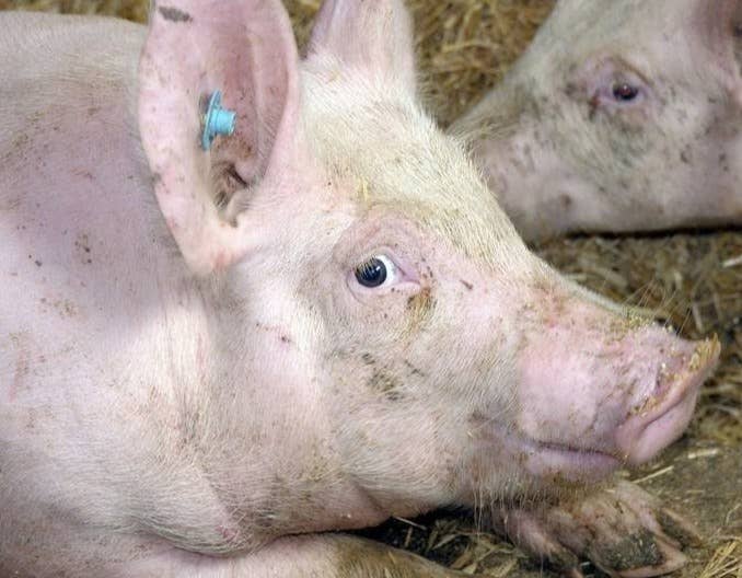 僵猪形成的真正原因,僵猪终于有救了!