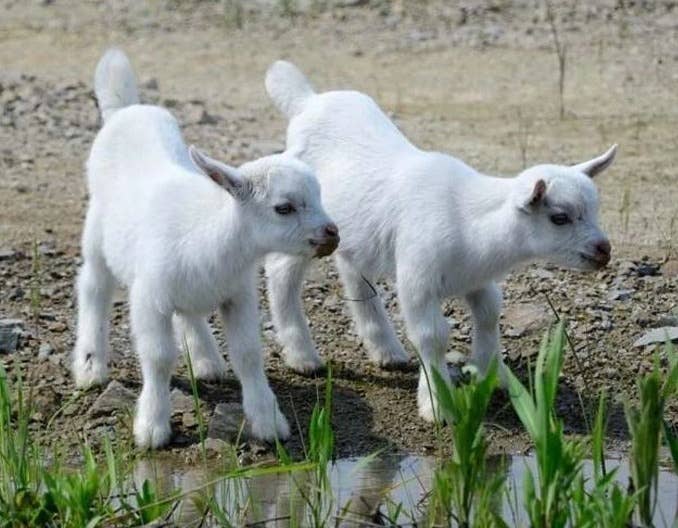 小羔羊消化不良防治方法