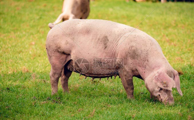 猪价有变！【明天猪价】1月21日生猪价格涨跌表！