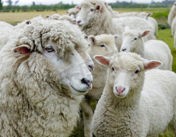 几种羊常见病！看会你就是兽医！