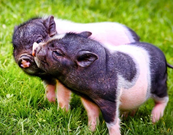 跌猛了，猪价下跌&ldquo;势不可当&rdquo;！附：1月21日猪价