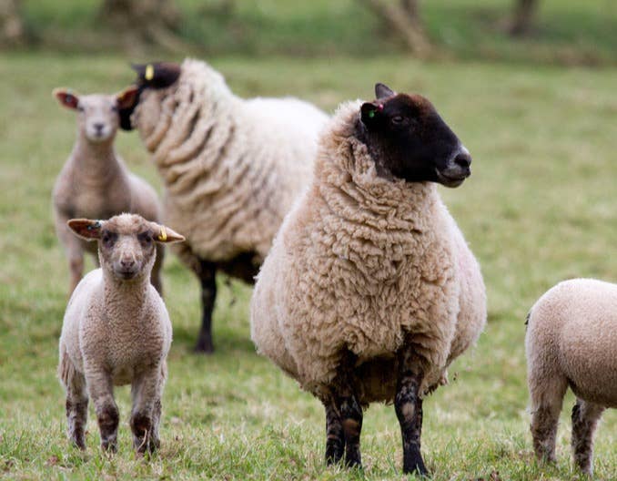 养羊人应该知道的基本养羊常识！你收藏了吗？
