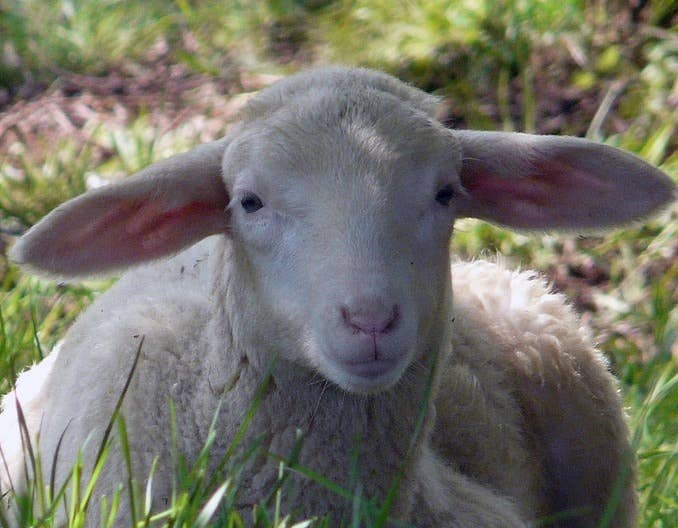 羊下巴水肿就是这几种病闹的！