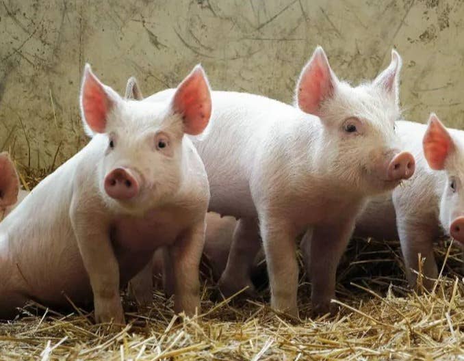 生猪行业趋于&ldquo;理性&rdquo; 机构预测全年高点或11月显现