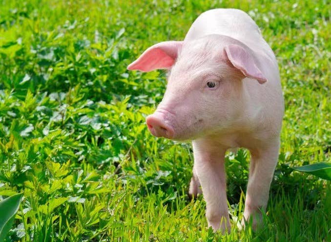 引起母猪便秘的原因？