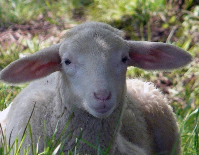 一种东西养羊人要注意，羊爱吃却容易致命