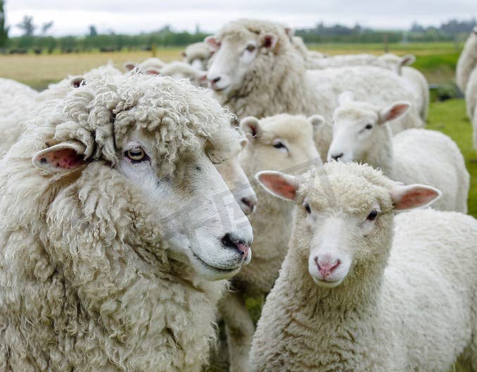 母羊千万不能这样喂！