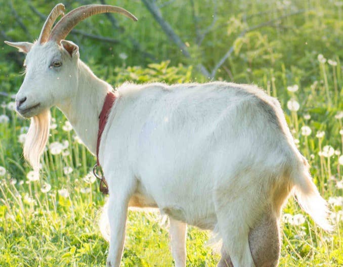 如何预防羊黄膘病？