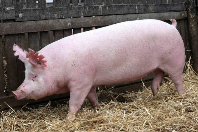   第三季度经营减亏，资金压力仍大！生猪产业圈,从八十年代至今,早已形成盈亏平衡波浪规律