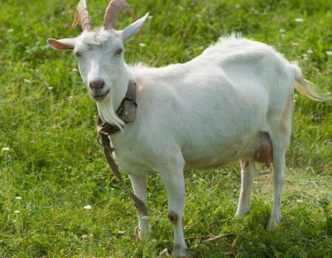 母羊空怀配种舍饲养管理要点