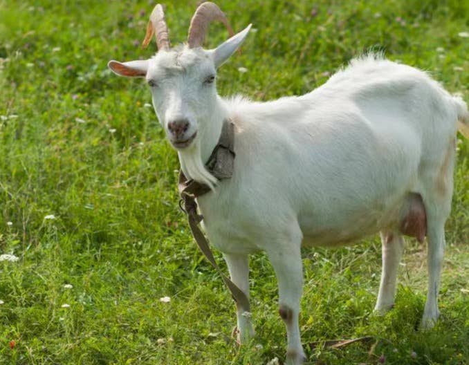 母羊空怀配种舍饲养管理之日常工作