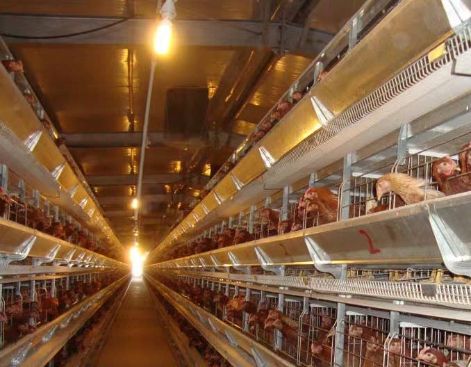 冬季蛋鸡通风和保温的管理