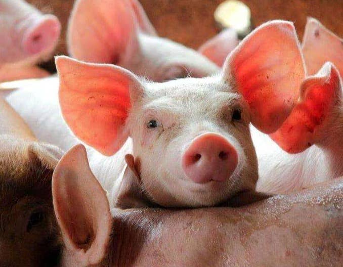 仔猪生后哆嗦是怎么回事? 如何预防？